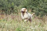 BERGER AUSTRALIEN PUPPIES 282